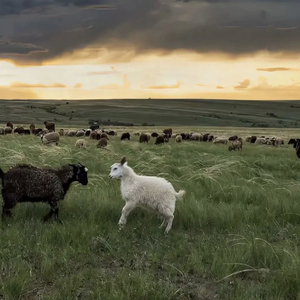 波多野结衣被躁五十分钟亲吻

